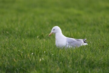 A closeup portrait of the side of a white seagull, mew or gull seabird sitting in the green grass of a meadow on the countryside. The feathered animal is looking straight searching for food.