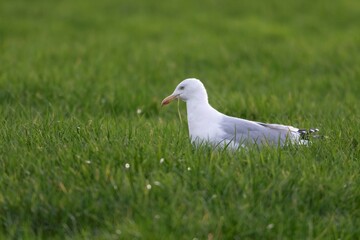 A portrait of the side of a white gull, mew or seagull seabird sitting in the green grass of a meadow on the countryside. The feathered animal is looking straight searching for food.