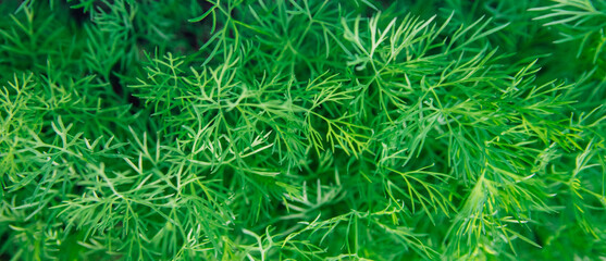 Green dill leaves in the garden. Organic farm. Healthy eating. Foods rich in vitamins. Agricultural...