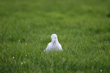 A portrait of a white seagull, mew or gull seabird sitting in the green grass of a meadow on the countryside. The feathered animal is looking around searching for food.