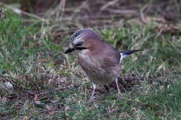 A frontal closeup portrait of a garrulus glandarius or Eurasian jay bird searching the grass of a...
