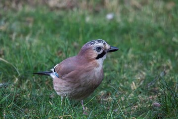 A frontal closeup of a garrulus glandarius or Eurasian jay bird searching the grass of a lawn in...