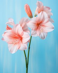 Obraz premium Closeup of an Amaryllis flowers vibrant petals, showcased against a soft pastel blue background to highlight its delicate textures