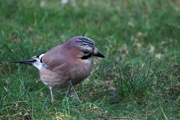 A frontal closeup portrait of a Eurasian jay or garrulus glandarius bird searching the grass of a lawn in garden for food. The feathered animal is looking sideways.