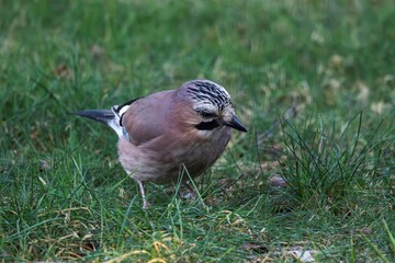 A frontal portrait of a Eurasian jay or garrulus glandarius bird searching the grass of a lawn in garden for food. The feathered animal is looking sideways.