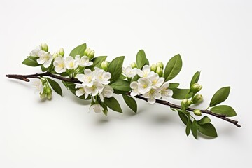 Single myrtle branch laid out on a stark white background, emphasizing the vibrant green leaves and small white flowers in a minimalist style