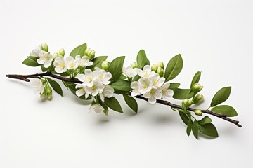 Obraz premium Single myrtle branch laid out on a stark white background, emphasizing the vibrant green leaves and small white flowers in a minimalist style