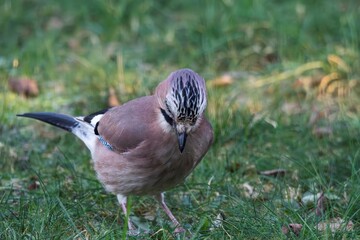 A frontal closeup portrait of a Eurasian jay or garrulus glandarius bird searching the grass of a lawn in garden for food. The feathered animal is looking down.