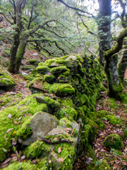 A broken moss covered drywall surrounded by ancient oaks in a Celtic Rainforest in Eryri National Park, Wales