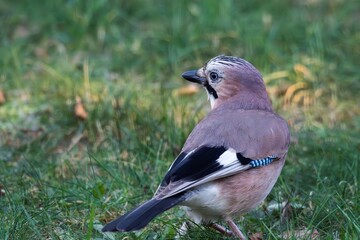 A portrait from behind of a Eurasian jay or garrulus glandarius bird searching the grass of a lawn in garden for food. The feathered animal is looking around.