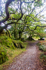 Twisted branches of Welsh oaks, overhanging a footpath in the Nant Gwynant Pass in Eryri National Park in Wales