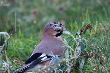 A closeup of a Eurasian jay or garrulus glandarius bird searching the grass of a lawn in garden for food. The feathered animal is looking around.