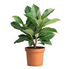 Indoor Potted Bay Leaves Plant