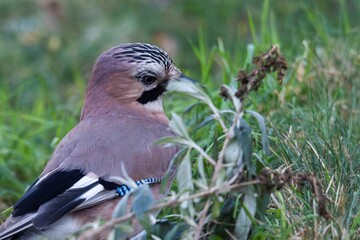 A macro of a Eurasian jay or garrulus glandarius bird searching the grass of a lawn in garden for food. The feathered animal is looking around.