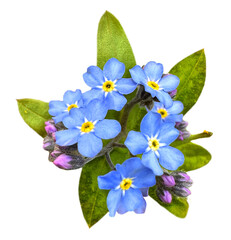 Small blue forget-me-not flowers isolated on a white background