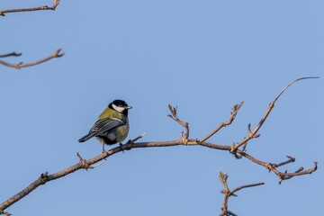 A portrait of a parus major or great tit bird sitting on a small twig accross the frame in the sunlight with a blue sky. The feathered passerine animal is perched and looking around.