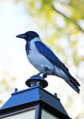 Raven on street light