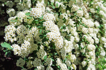 White flowers Spiraea Prunifolia f. Simpliciflora