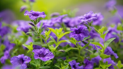 Nature's Beauty: Mexican Petunia in Full Bloom. Stunning Purple Flowers with Lush Leaves in Spring
