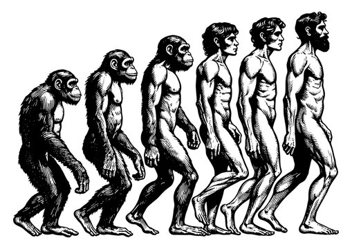 evolution of man from ape through various stages to modern human sketch engraving generative ai fictional character PNG illustration. Scratch board imitation. Black and white image.