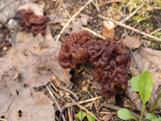 mushrooms in the forest