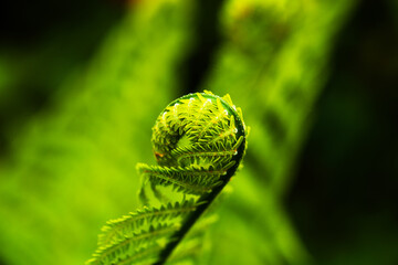fern in botanical garden, forest , green leaf