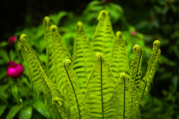 fern in botanical garden, forest , green leaf