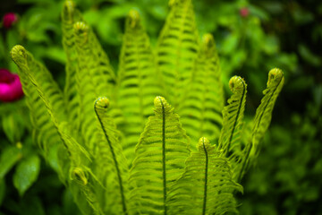 fern in botanical garden, forest , green leaf