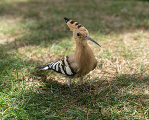 Upupa epops. Abubilla. Bird on the grass.