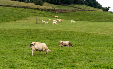 Fototapeta premium cows on a meadow