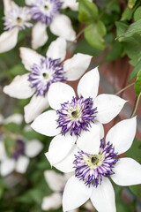 Beautiful Clematis flowers.
