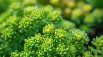 Fresh Green Burro Tail Sedum in Flower Garden. Natural Flora Leaf on Nature Background