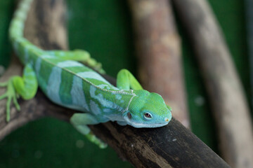 Green chameleon is on a branch in the zoo. A reptile is on a tree