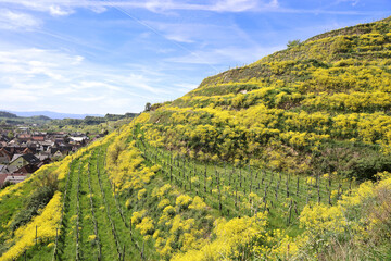 The Kaiserstuhl with vines and yellow woad in Germany