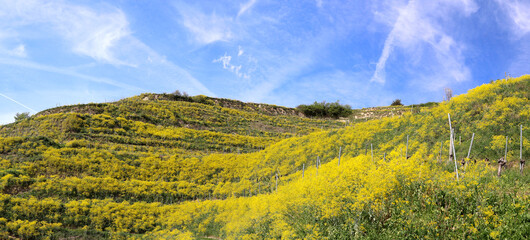 The Kaiserstuhl with vines and yellow woad in Germany