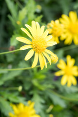 Obraz premium Beautiful African Bush Daisy (Euryops chrysanthemoides) flowers.