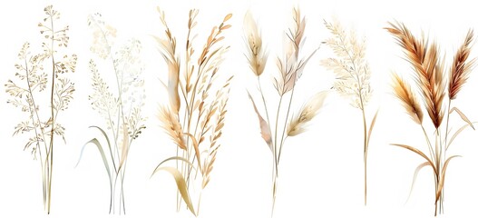 watercolor, brown grasses and reeds clipart set on white background