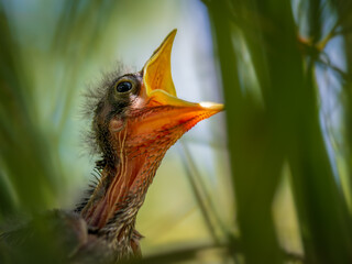 close up of a baby mockingbird in its nest calling for mom