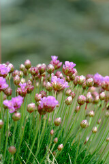 Obraz premium pink flowers in the garden