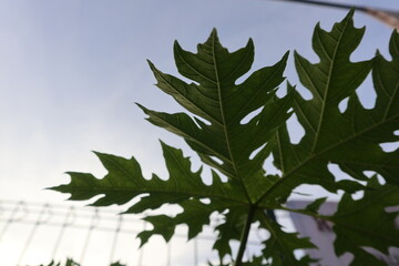Fototapeta premium Papaya leaves under the afternoon sun