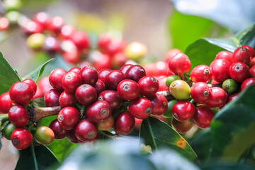 Frutos maduros rojos del cultivo de café colombiano, Ripe red fruits of the Colombian coffee crop