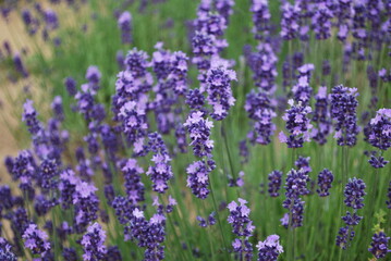 Purple lavender field in Hokkaido, Japan. Closeup of lavender flowers in field. Purple flowers. Lavender plant. Rolling hills of lavender with mountains in background.
