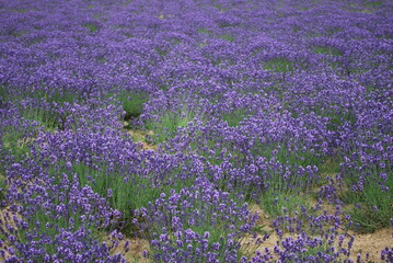Purple lavender field in Hokkaido, Japan. Closeup of lavender flowers in field. Purple flowers....
