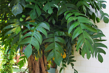 Monstera pinnatipartita tree or Siam Monstera, Philodendron Silver Queen, Philodendron...