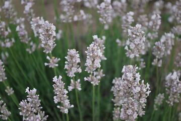 White lavender field in Hokkaido, Japan. Closeup of lavender flowers in field. White flowers. Lavender plant.