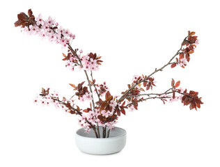 Spring season. Composition with beautiful blossoming tree branches isolated on white
