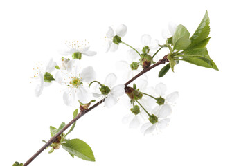 Spring branch with beautiful blossoms and leaves isolated on white