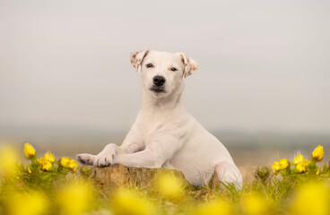Spring portrait of a dog in the rare flowers of the vernal dog (Adonis vernalis). Portrait of Parson Russell Terrier.  - obrazy, fototapety, plakaty