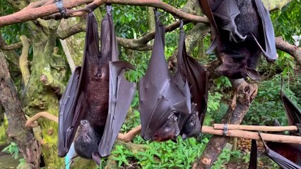 Giant fruit bats or large flying foxes - Pteropus vampyrus, Pteropus giganteus. A tourist area in Bali, Indonesia. Flying foxes in daytime. These fruit fly bats are hanging upside down in the jungle