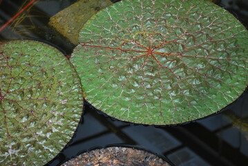 Close up of floating prickly water lily, waterlilies in a pond. Euryale, Fox nut, Gorgon plant, Gorgon, Makhana